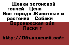 Щенки эстонской гончей › Цена ­ 7 000 - Все города Животные и растения » Собаки   . Воронежская обл.,Лиски г.